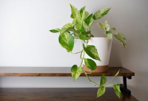 Les feuilles variées blanches et vertes de Marble Queen Pothos (Pothos de la reine des neiges)
