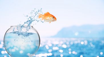 Jeter un poisson rouge dans les toilettes, bonne ou mauvaise idée ?
