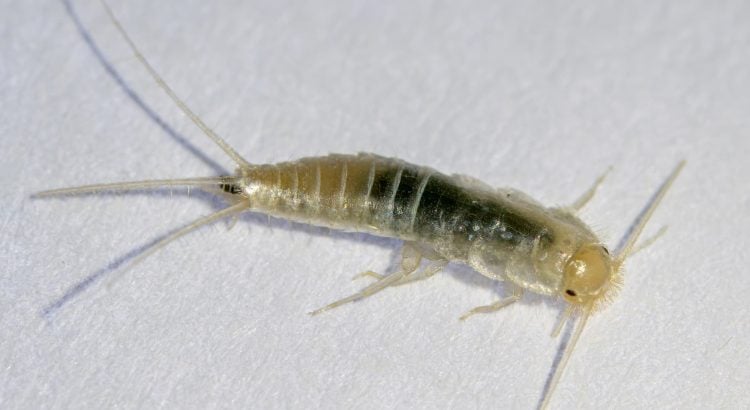 Comment lutter contre les poissons d’argent dans les toilettes ?